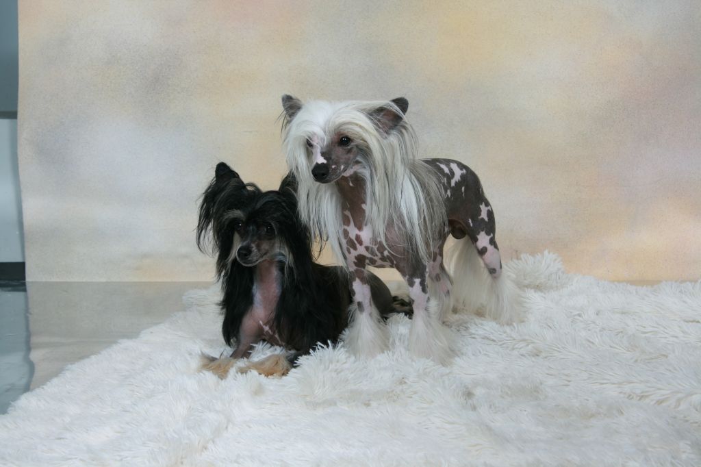 Golden Diamond Cresteds Longoria