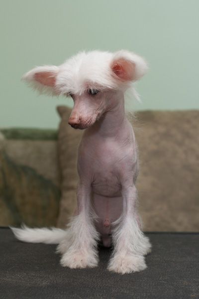 Shelcovij Shlejf Chellinger