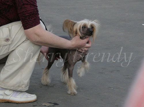 Prinz Nicolas Gold Star