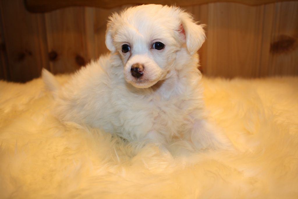 Amcockgarden's Fancy Fandango