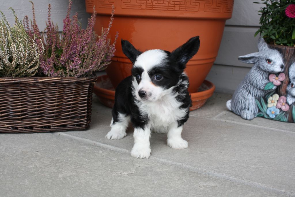 Amcockgarden's Fairytale Dream