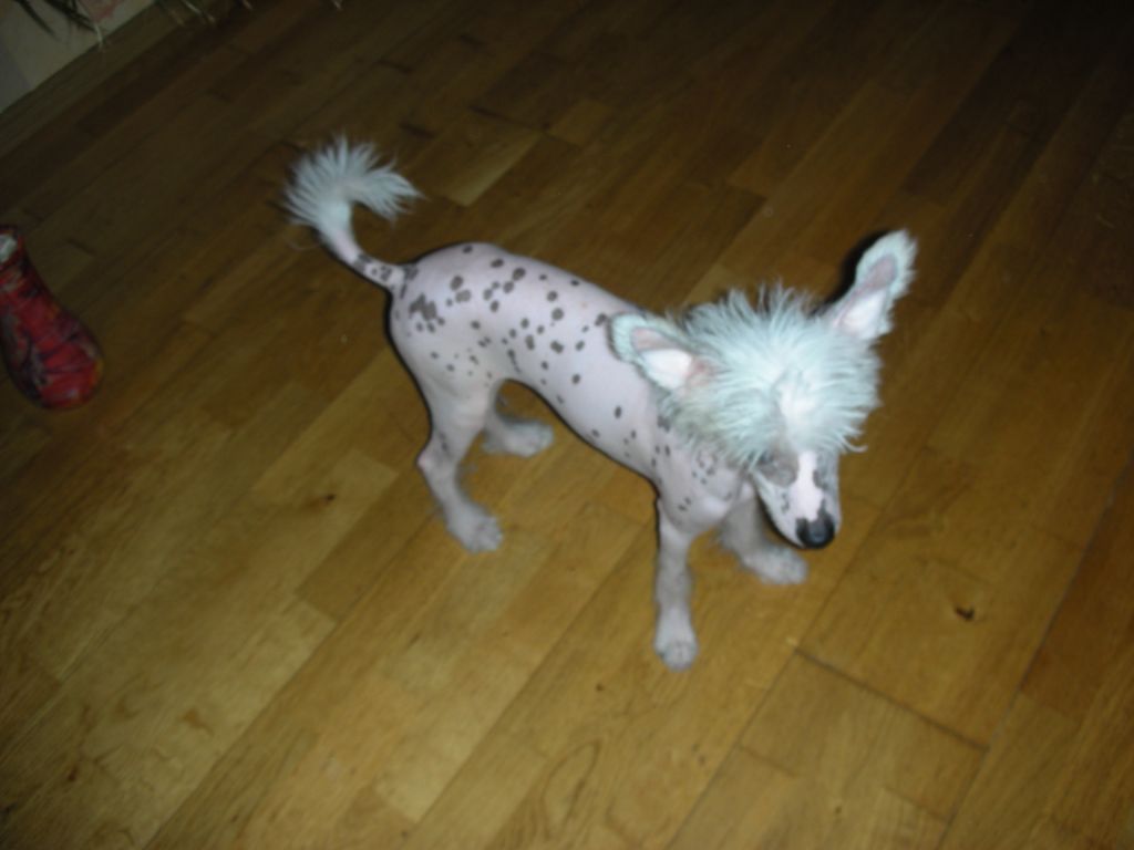 Samir vong of the Kanis