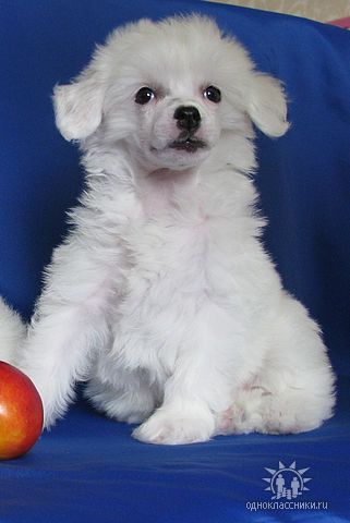 Hohlatiy glamour Taggi belosnegka