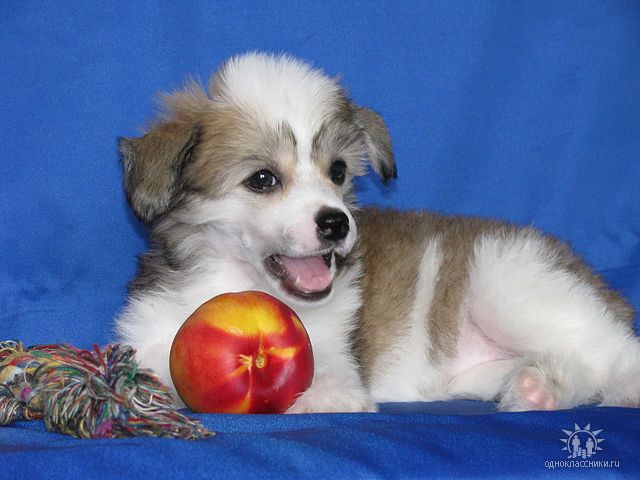 Hohlatiy glamour Tanita Brauni 