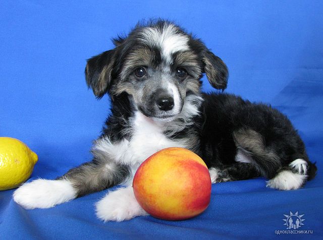 Hohlatiy glamour Tofoody Oniks