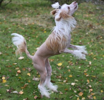 Joyway's Warrior Princess