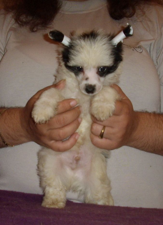 Choco-Bit James Bond