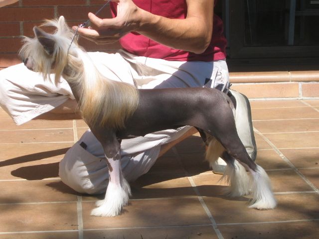 Que Guapa Soy Que Tipo Tengo de Schnauzerdreams