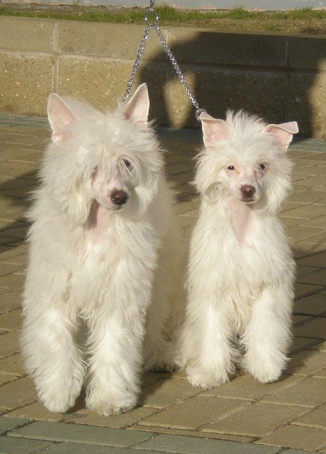 AisCreem Vanilla Aleksa's House