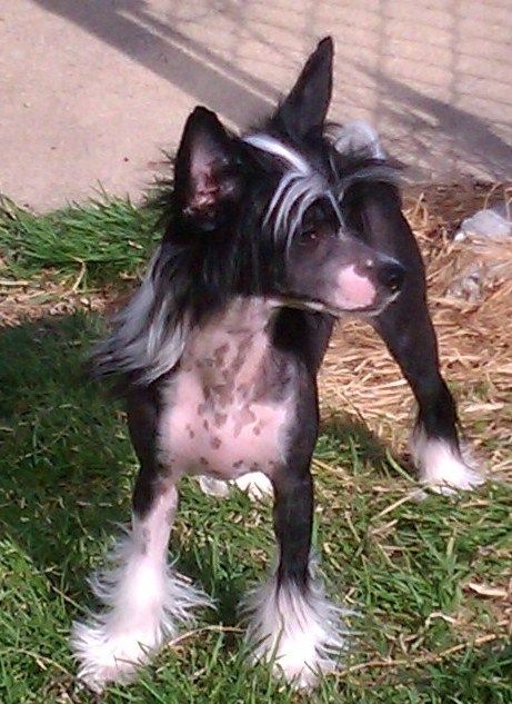 Creekside's Black Gold