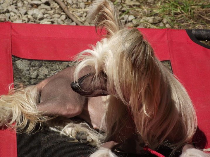 Altair's Sing Down The Moon