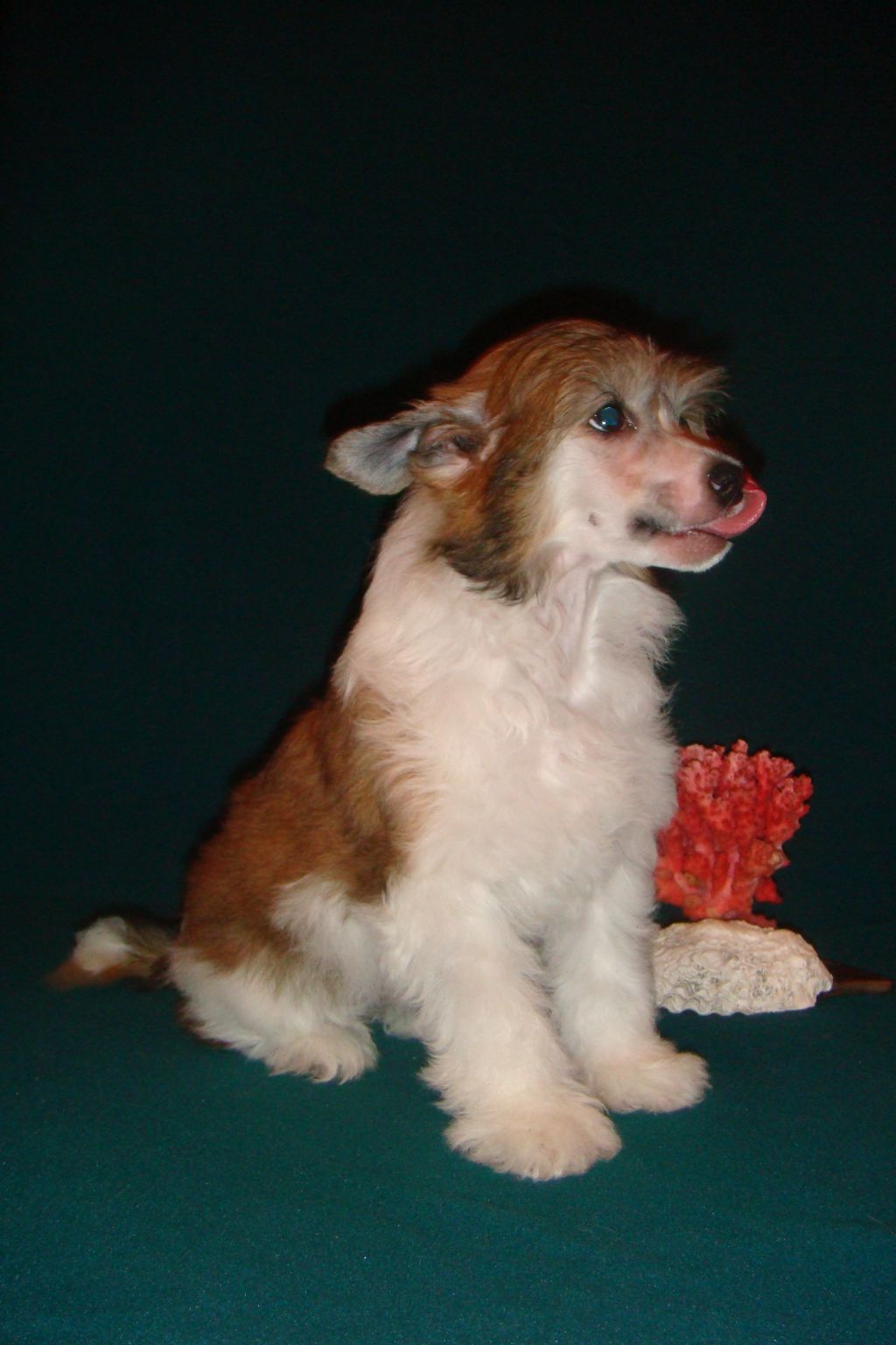 Alvine Band Dominica