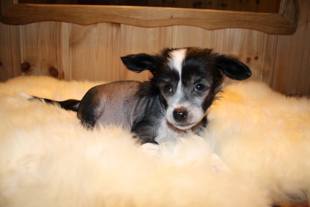 Amcockgarden's Fabulous Floyd