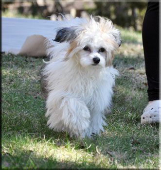 YaGudina's Joy of My Heart