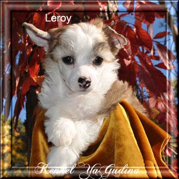 Yagudina's Fortunate son