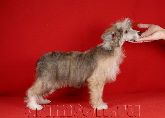 Rus Crimson Empaer Amur