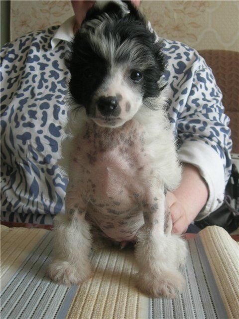 Rovanni Dgokattolo Simona Salve