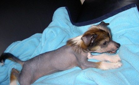 Outstanding Onyx Of Gizzy's Home