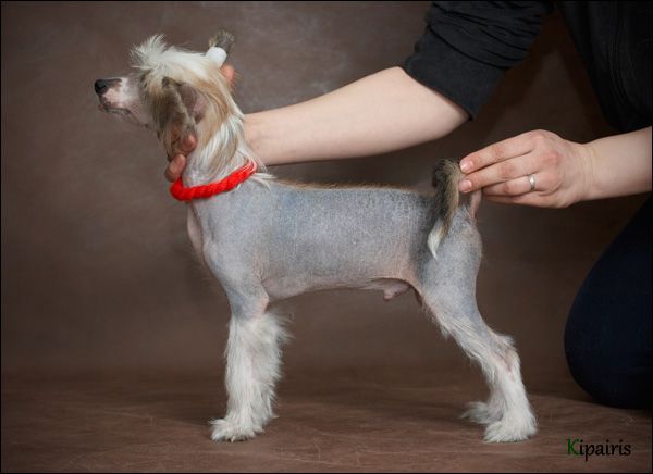 Shelcovij Shlejf Fart