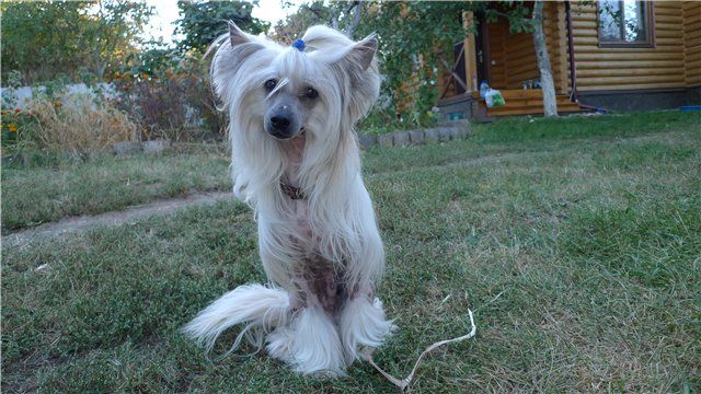 My Vanity Fair Beloved 