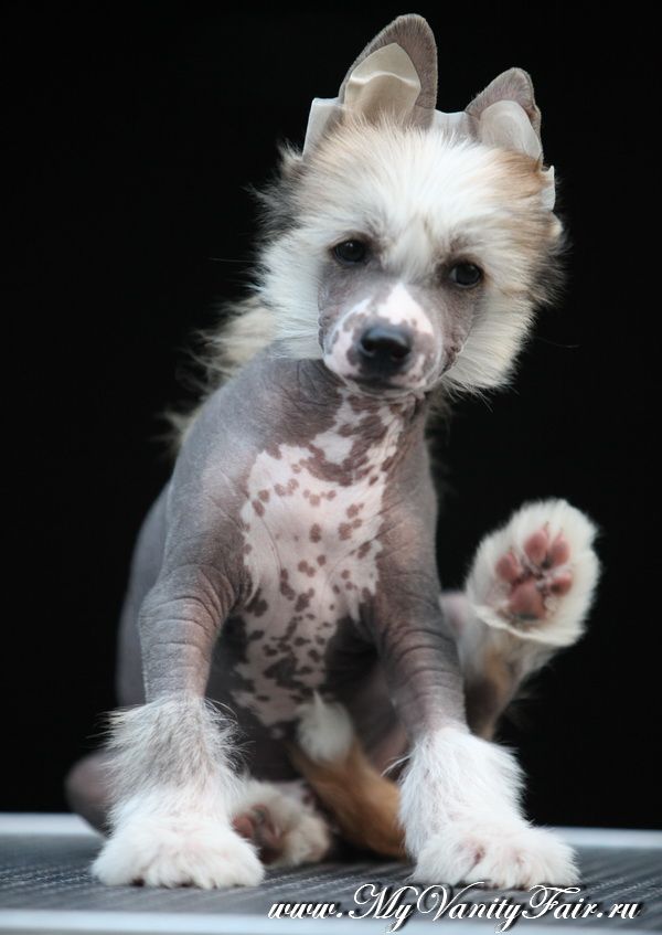 My Vanity Fair Baffin 