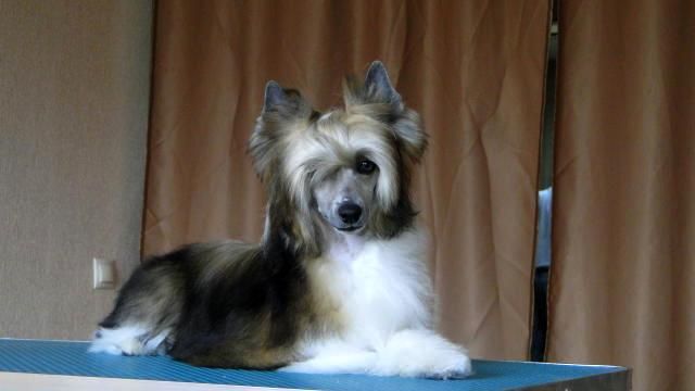 Ashantal Vitality Energy