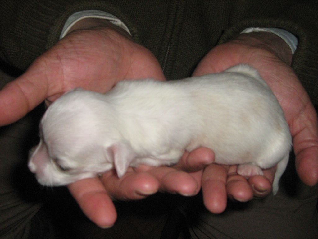 Saint Christopher's magic Alfred