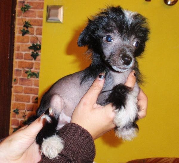 Kju-Kju ze Shetlandu