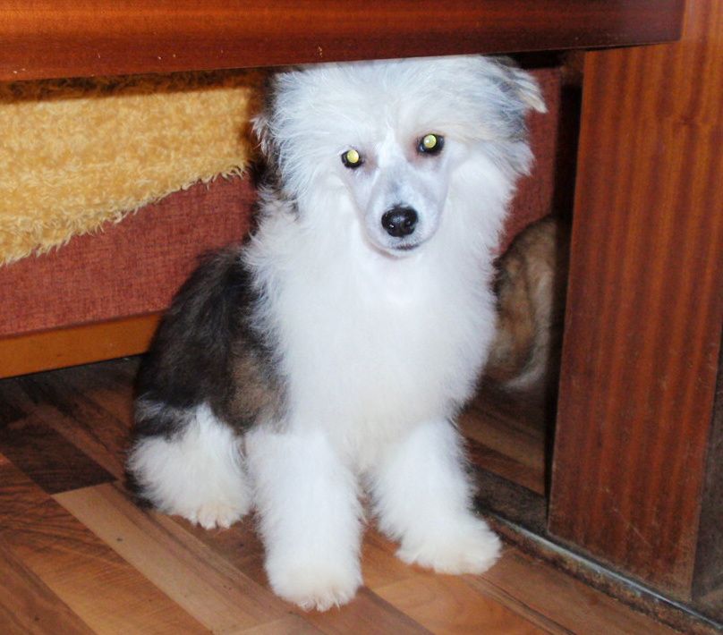 Kimio-Kay ze Shetlandu