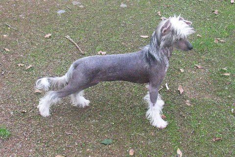 Mosaic's Flash Dancer