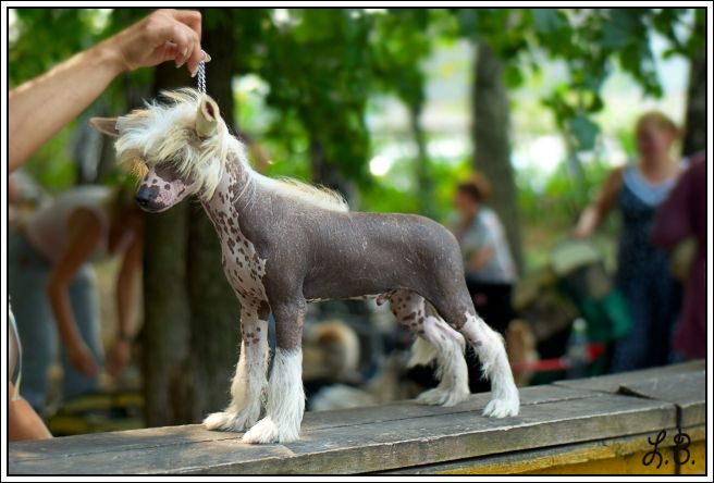 Mashama Mazi Rus Weledi Lodi