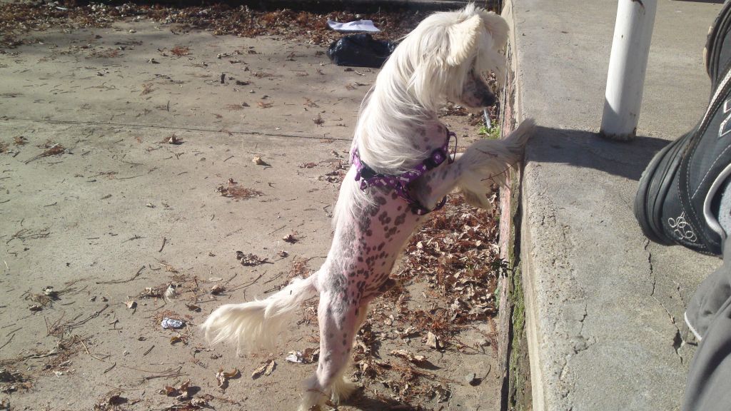 Saint Christopher's magic Athelas