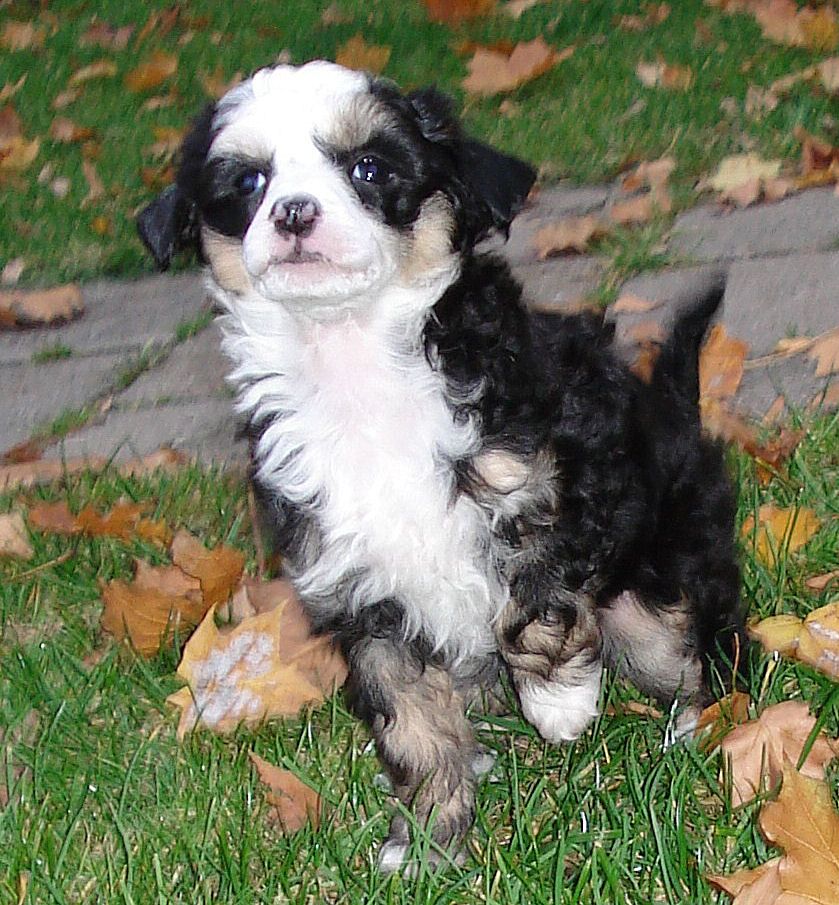Dashing Rider Arthur