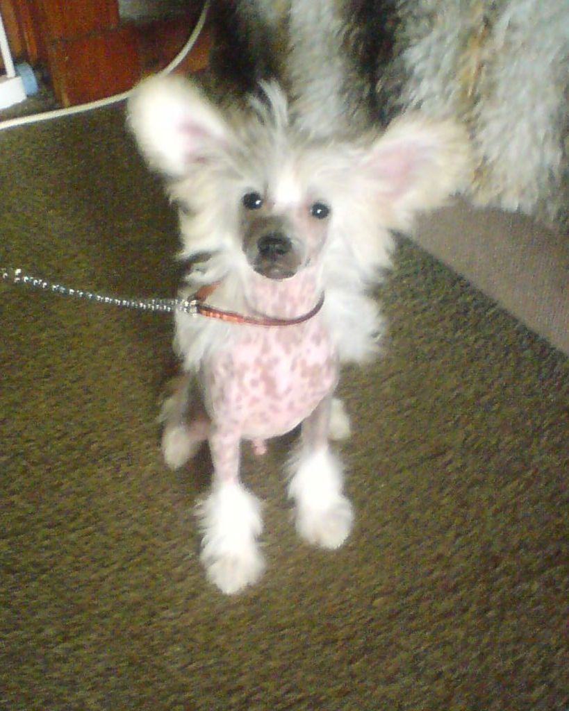 Sigyns Bold As Brass