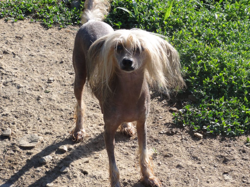 Six Gems Sweet Serenade