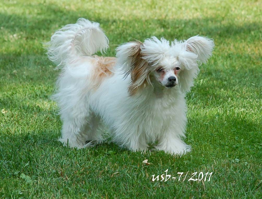 Mooncrest Giggling Gossip