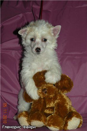 Glamorous Fairy Jolie