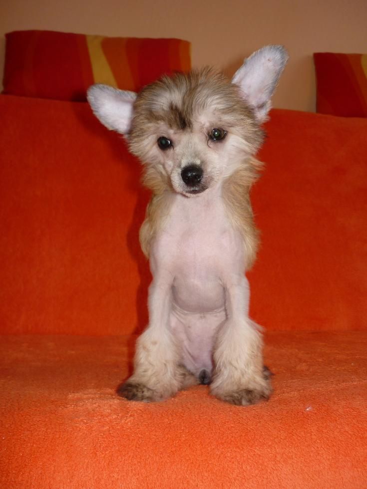 Aisha z Kutskych luk