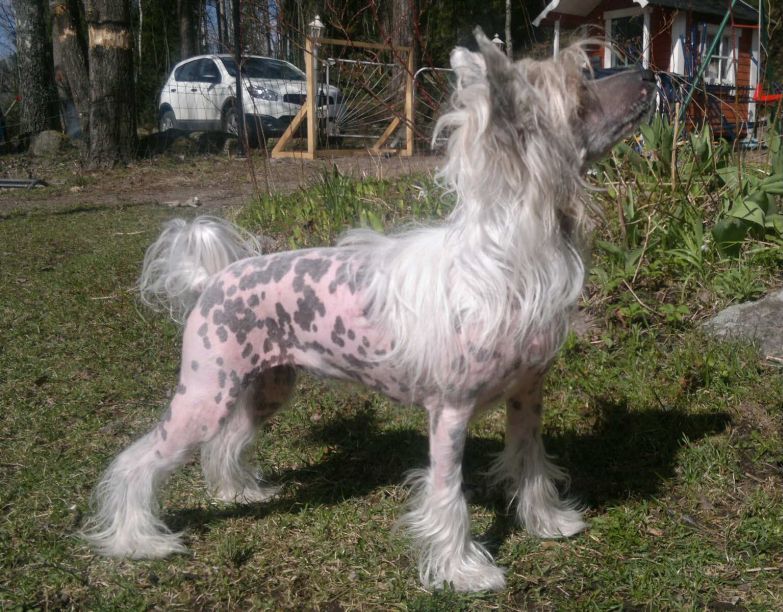 Sippelins Miss Botox For CQ