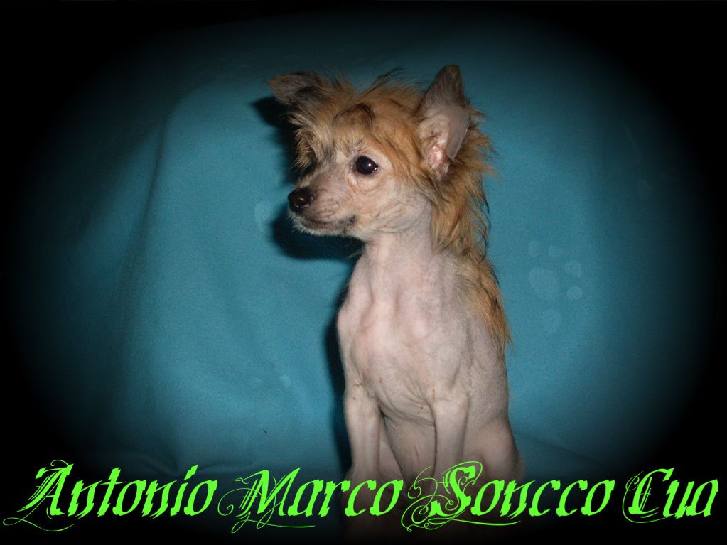 Antonio Marco Soncco Cua