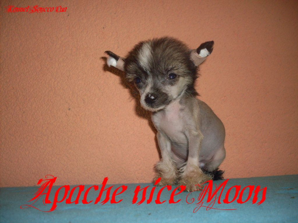 Apache nice Moon Soncco Cua