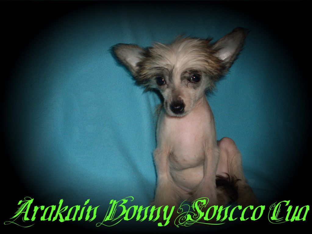 Arakain Bonny Soncco Cua