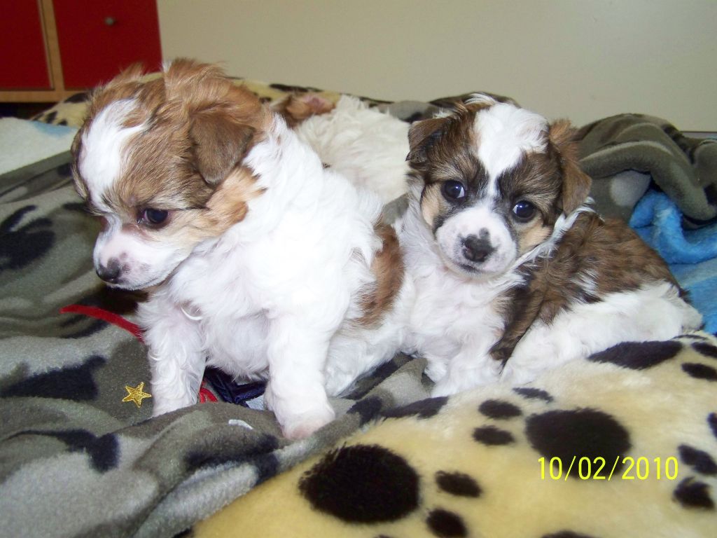 Argentina Auksine Venera (Argentina Golden Venus)