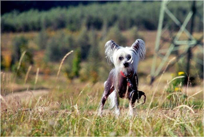 Zotikos Rosa Thea FCI