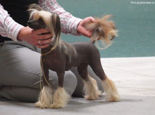 Family Song's Charlotte