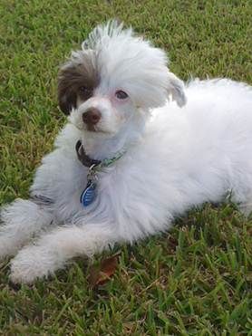 Cajun Cresteds Elijah David