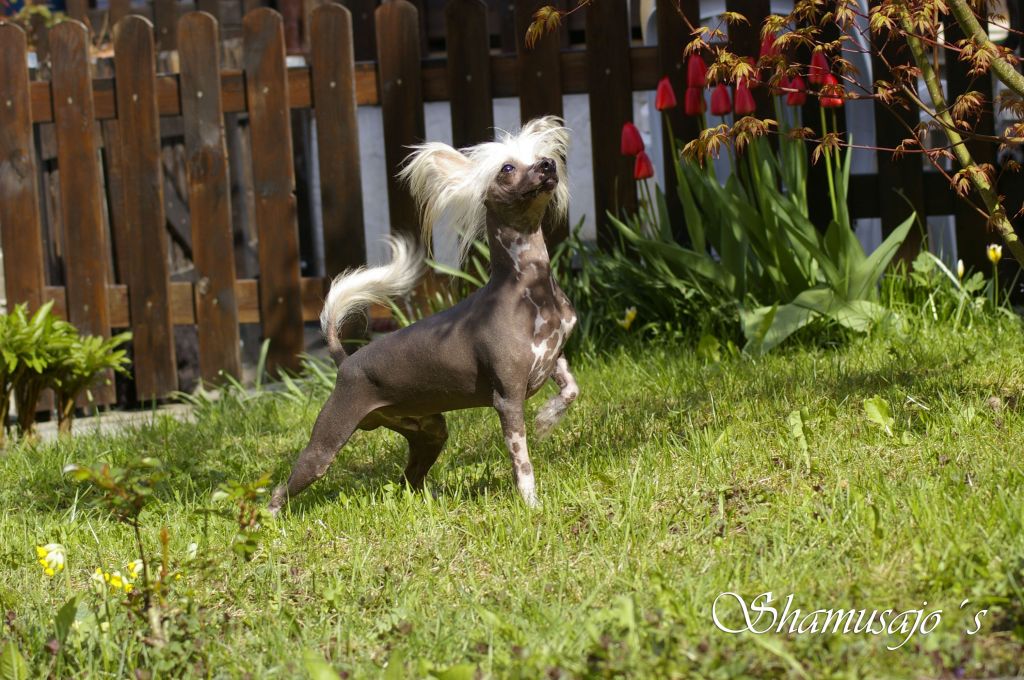 Crash Test Dummy of Chippendale's Chirokee