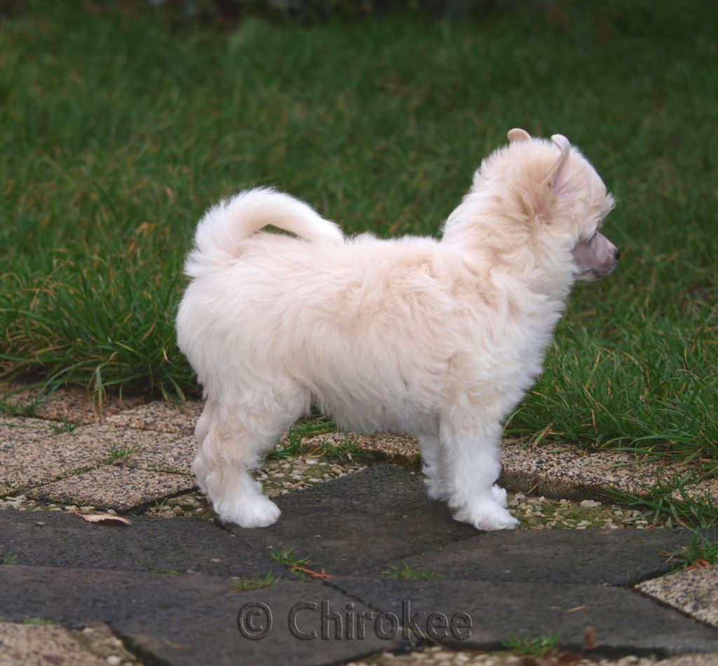 Cathunter of Chippendale's Chirokee