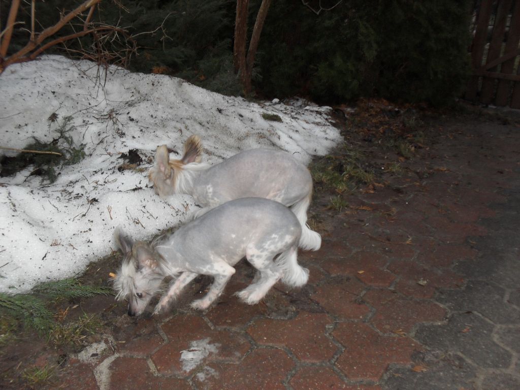 ABIGAIL Valp fra Elizabeth