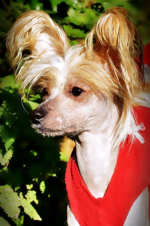 ABAKAR  Valp fra Elizabeth